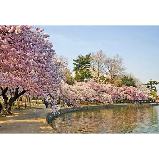 Cây giống hoa anh đào nhật bản