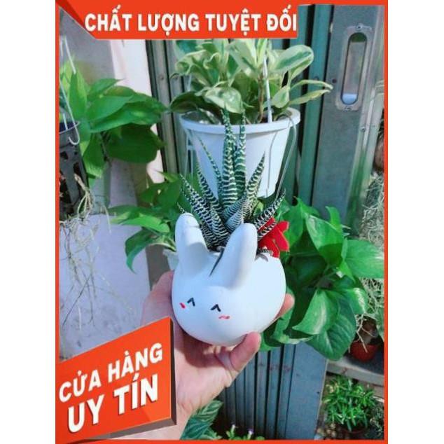 Chậu Móng Rồng Thỏ Trắng