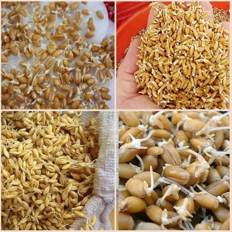 Hạt Giống Lúa Mạch, Lúa Mỳ -