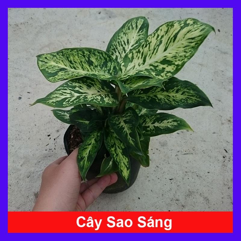 Cây Sao Sáng - cây cảnh để bàn + tặng phân bón cho cây