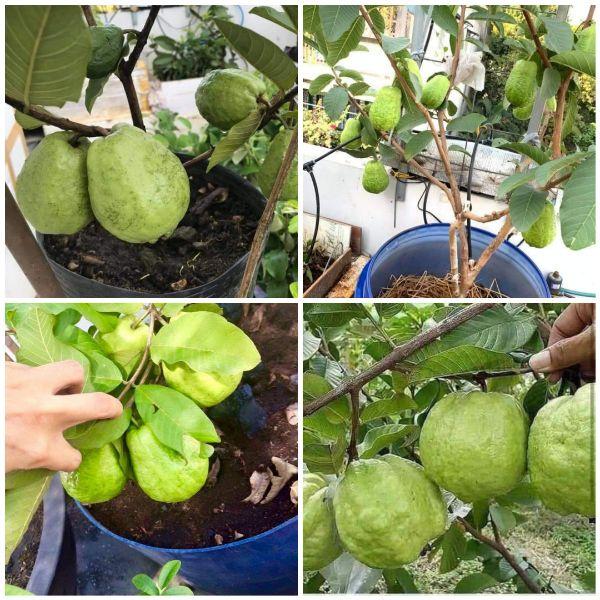 CÂY GIỐNG ỔI TỨ QUÝ SIÊU NGON SIÊU QUẢ- CAM KÊT GIỐNG CHUẨN F1