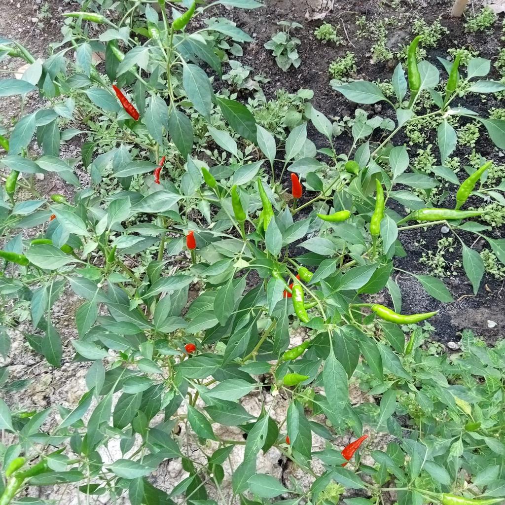 20 Hạt Ớt Hiểm Siêu Cay