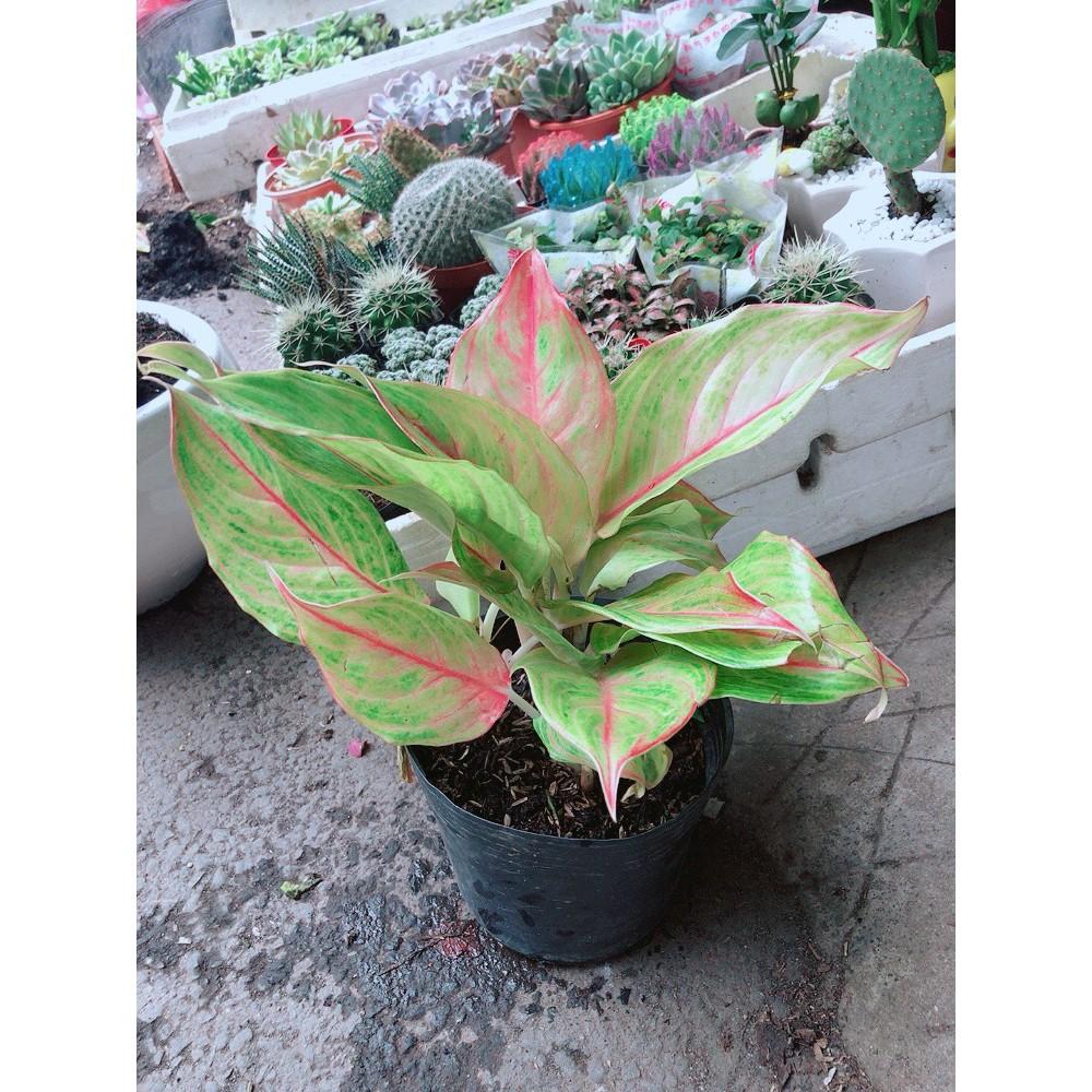 Cây Phú Quý Vàng