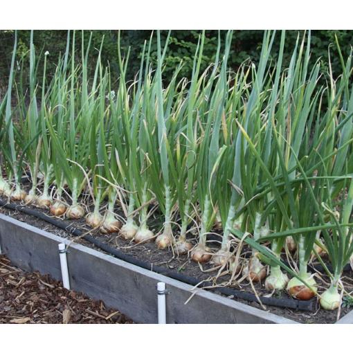 Hạt Giống Hành Củ Yellow Texas Grano CT162 - Gói 2gram