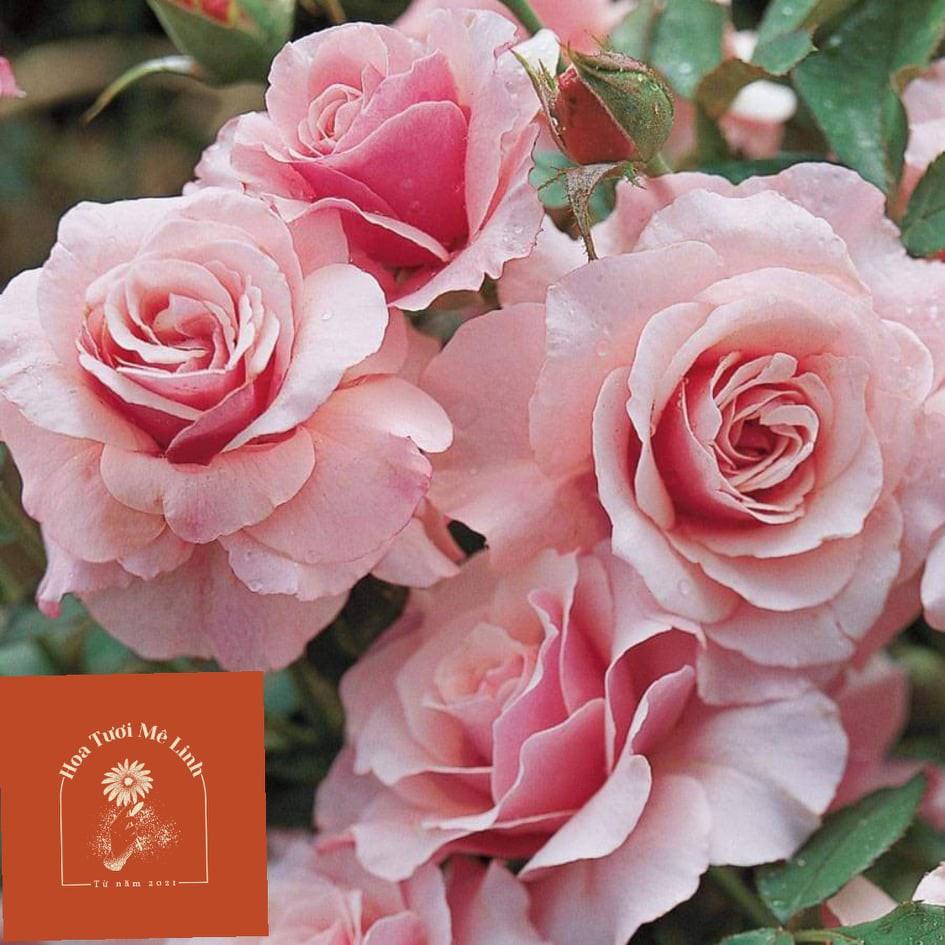 Hoa hồng leo Our Lady of Guadalupe HỒNG NHẠT- bầu to cây lớn trưởng thành