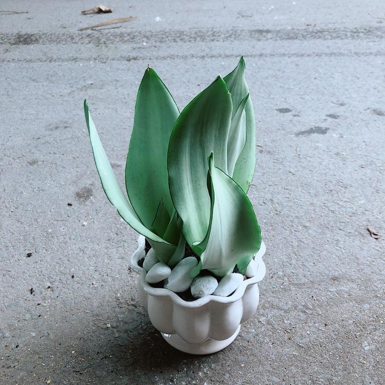 Chậu Lưỡi Hổ