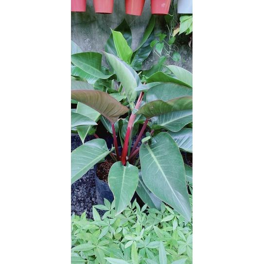 Trầu Bà Đế Vương Đỏ Nâu