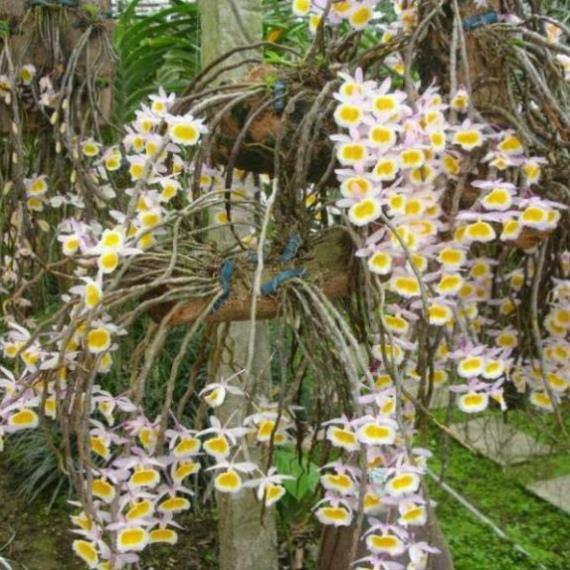 Hoa phong lan long tu xuân