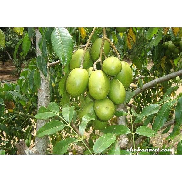 CÂY giống CÓC THÁI Lan . Trồng chậu được.
