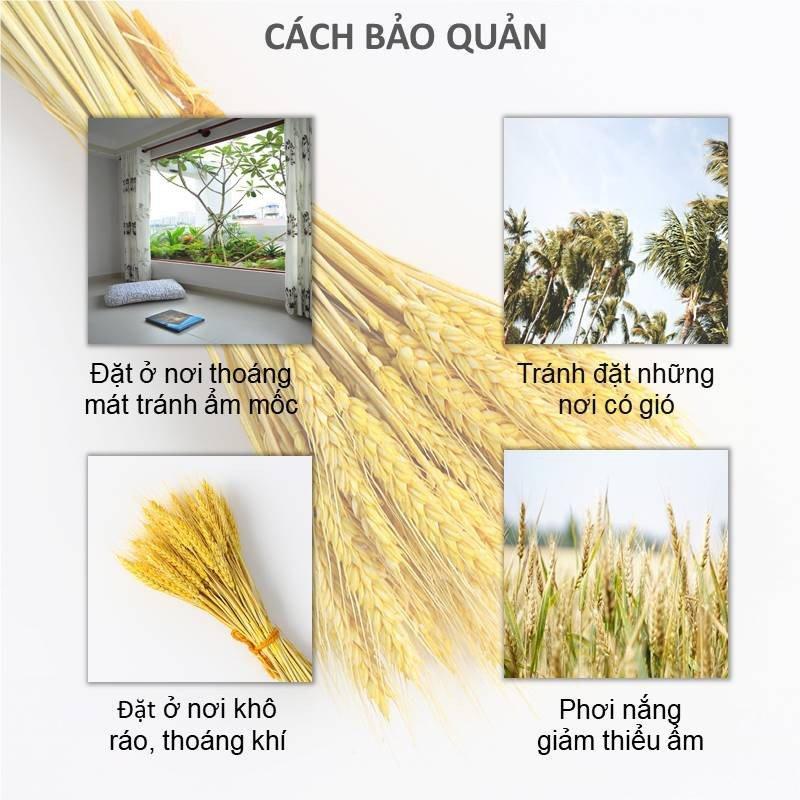 Bó 100 bông hoa lúa mạch vàng decor trang trí nhà cửa siêu đẹp. Sét 100 bông hoa lúa mạch