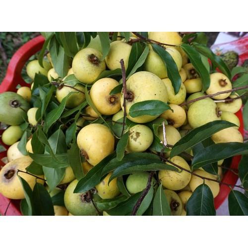 CÂY GIỐNG CÂY THỊ THƠM, QUẢ NGỌT- LOÀI CÂY VƯỢNG PHONG THỦY CHO GIA CHỦ