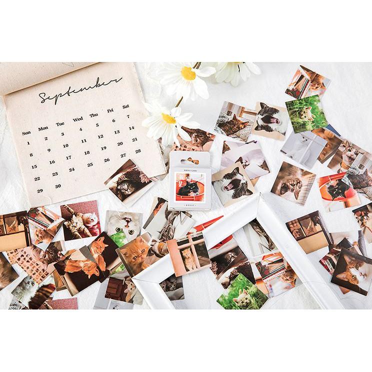 Bộ 46 Sticker Mèo Hàn Quốc dán trang trí E80