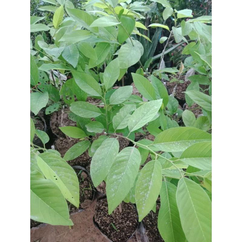 Na sầu riêng nhập khẩu