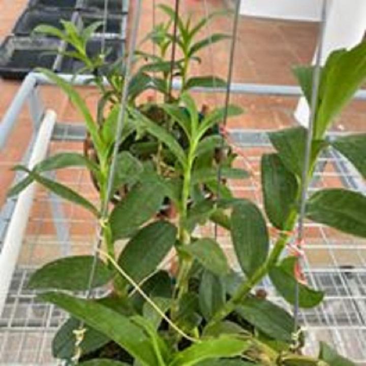 Hoa lan phi điệp -ám lào(cây khỏe,cao 40cm
