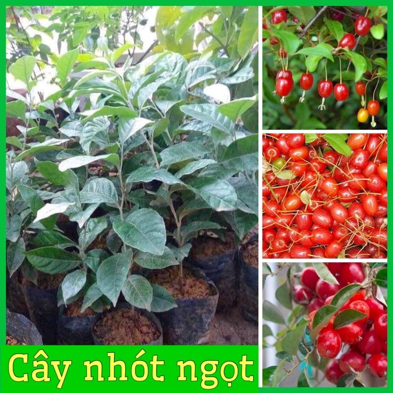 Cây giống nhót ngọt f1 siêu trái chỉ 8 tháng ra quả 15k/ cây