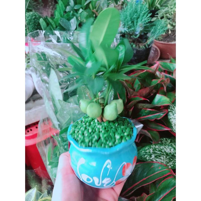 Chậu cây may mắn Bán Chạy