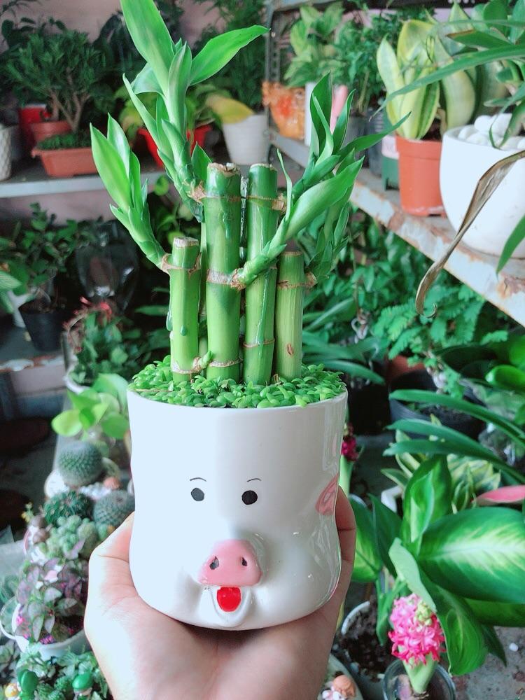 Chậu Cây Trúc Phát Tài