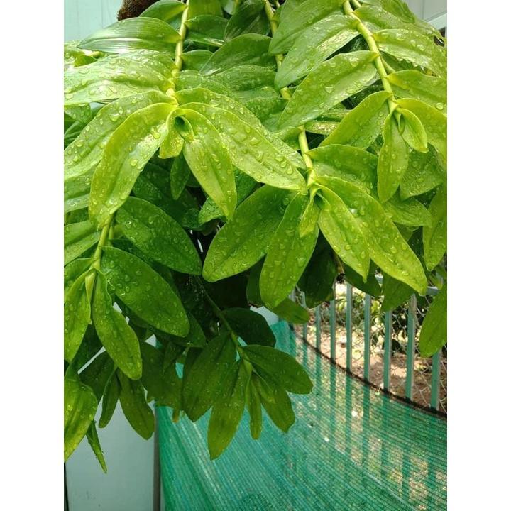 Phân Đạm cá mỹ Liquinox Fish Fertilizer 5-1-1 chai chiết 100ml rất hiệu quả cho Lan và kiểng lá