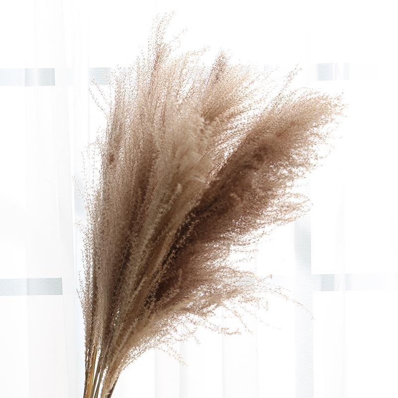 30 Chiếc Pampas Cỏ Hoa Khô Tự Nhiên Dekoration Sậy Phragmites Chùm Communis Trang Trí Mộc Tặc Đánh Lagurus Ovatus