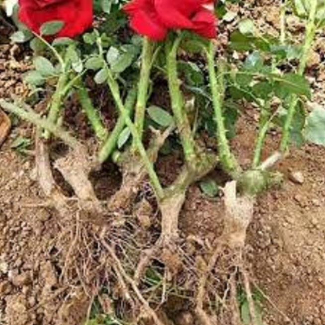 3 Gốc hồng trần nhập ngoại