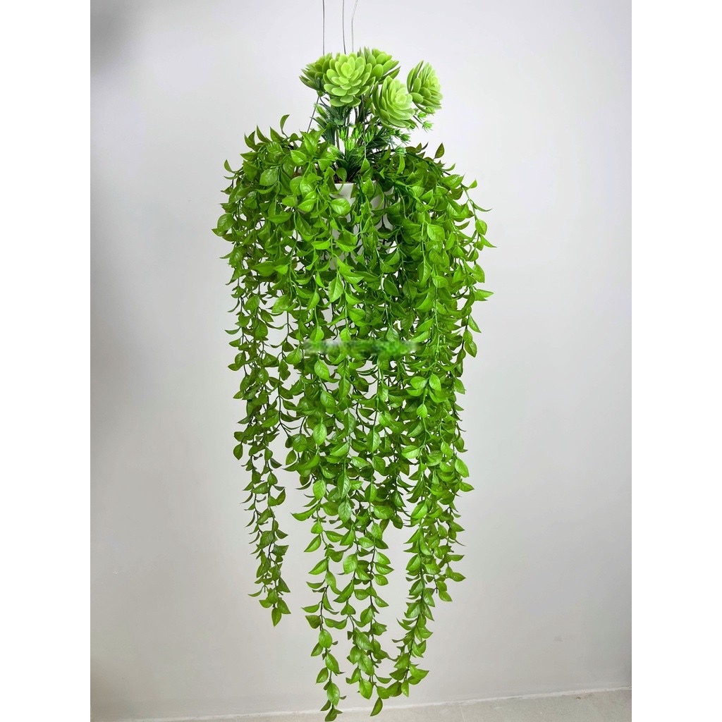 Chậu cây rủ , cụm dây leo rủ trang trí