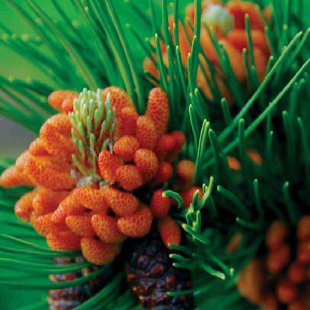 Tinh Dầu Thiên Nhiên Thông Đỏ Nomad Essential Oil Red Pine