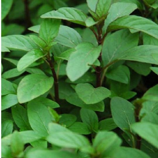 Combo 3 gói Hạt giống rau húng quế -gói 2 gram-tặng kèm 1 gói phân bón