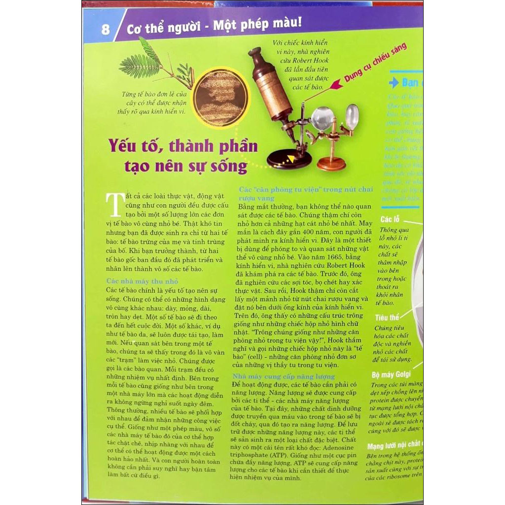 Thế Nào Và Tại Sao - Cơ Thể Người- Tuyệt Tác Của Tạo Hóa