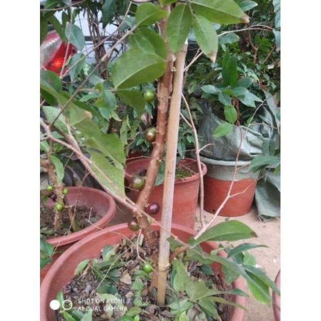 Sản phẩm NHO THÂN GỖ