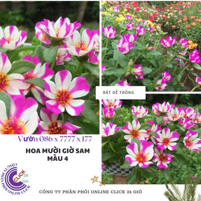 Cành Giống Hoa Sam Thái Hoa Mười Giờ Sam Sọc Màu 4 Siêu Đẹp Hoa Mười Giờ Bonsai & Phụ Kiện
