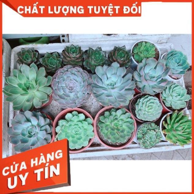 Sen Đá Size Đại