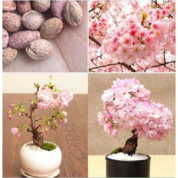 Hạt giống hoa anh đào nhật - Gói 10 hạt