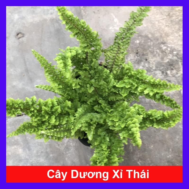 Cây Dương Xỉ Thái - Cây cảnh để trong nhà + Tặng phân bón cho cây