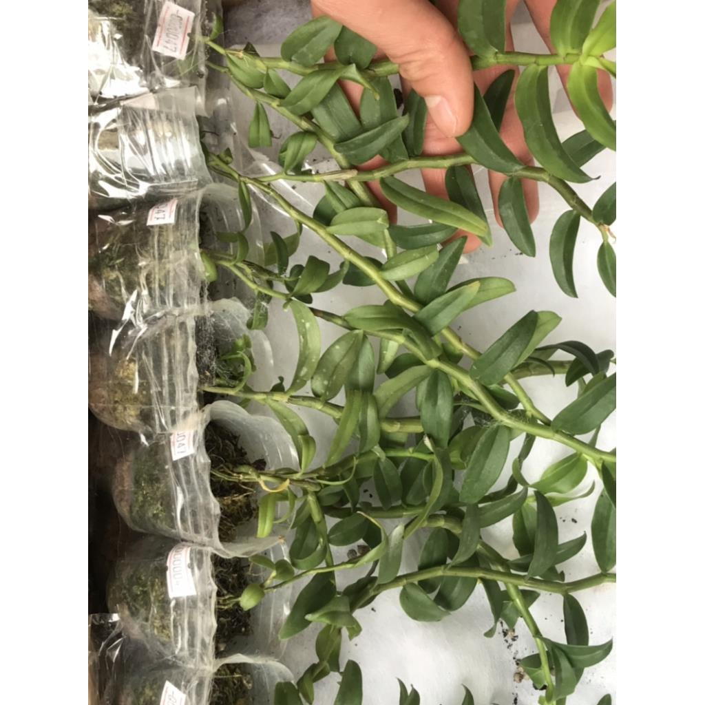 Dã hạc hồng ngọc côc tư 1đên 2 thân