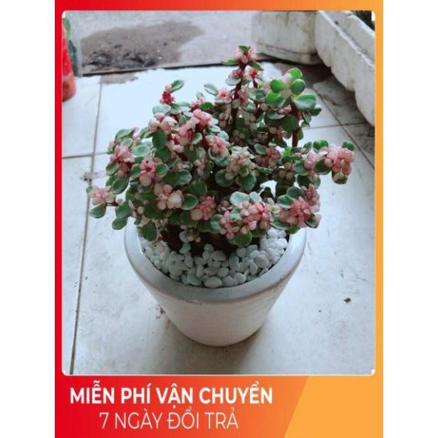 Chậu Sen Đô La