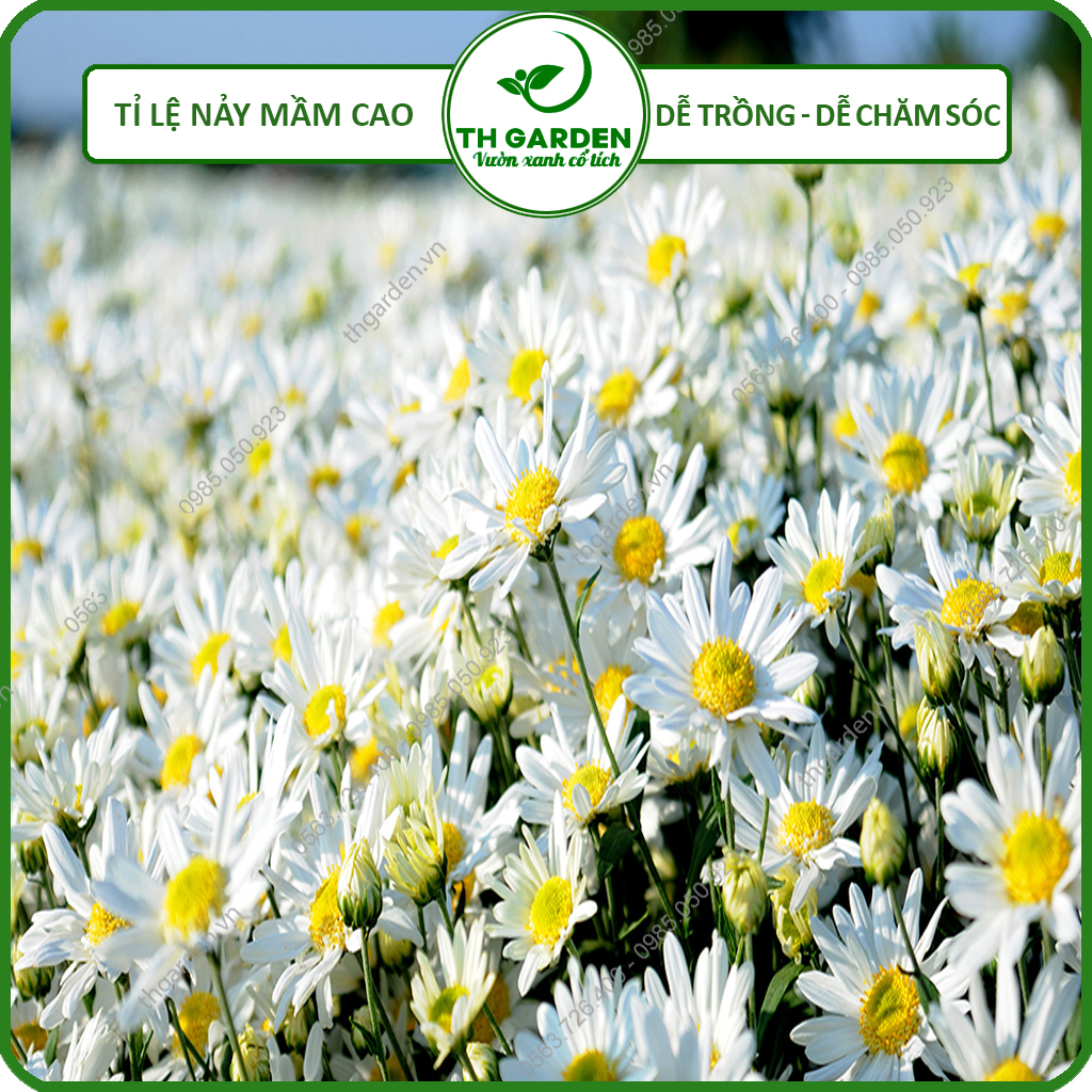 Hạt Giống Hoa Cúc Họa Mi TH Garden - Hạt Giống Dễ Trồng Dễ Chăm Sóc, Hoa Thơm, Bền Màu, Lâu Tàn, Cánh To Đẹp