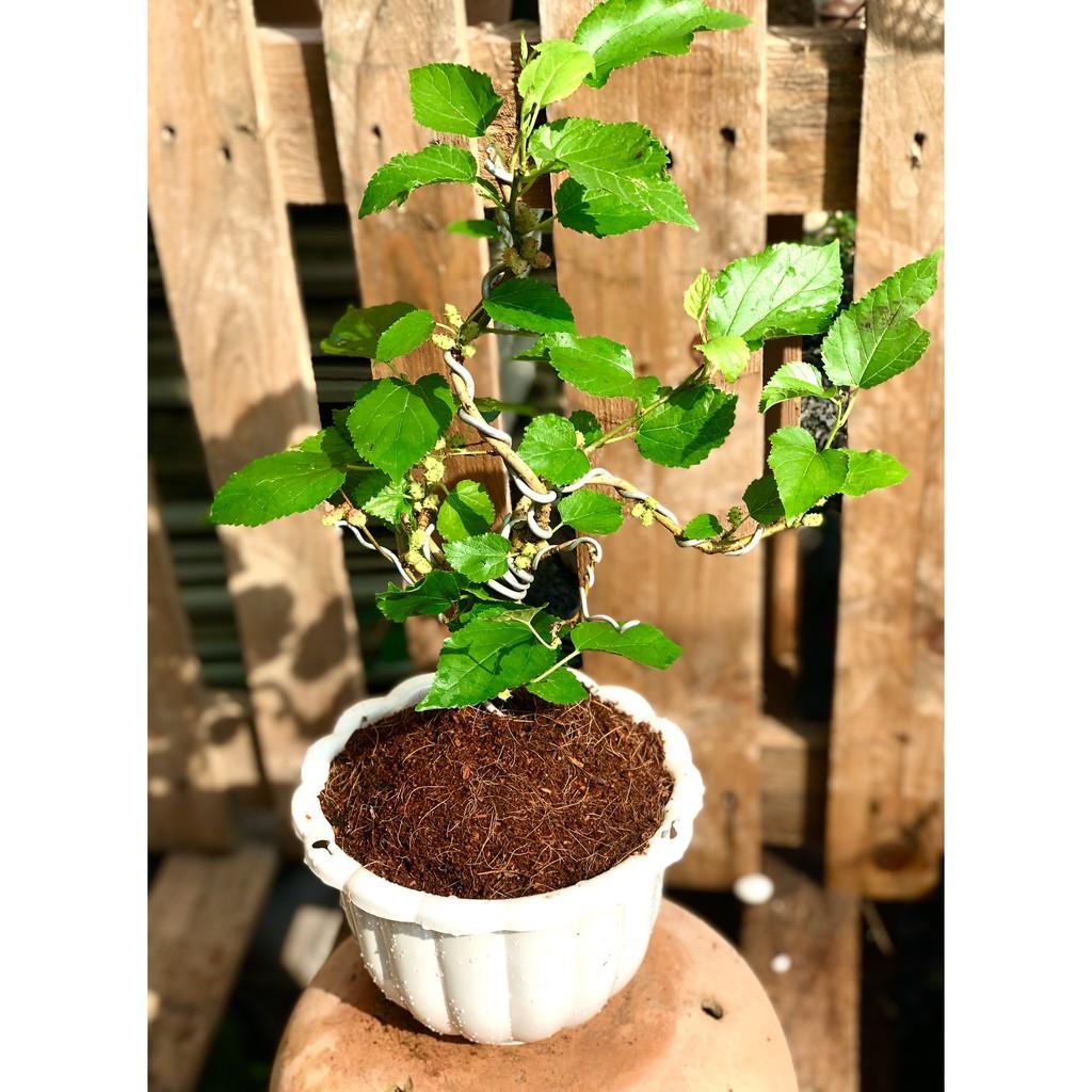 Chậu Bonsai cây dâu tằm