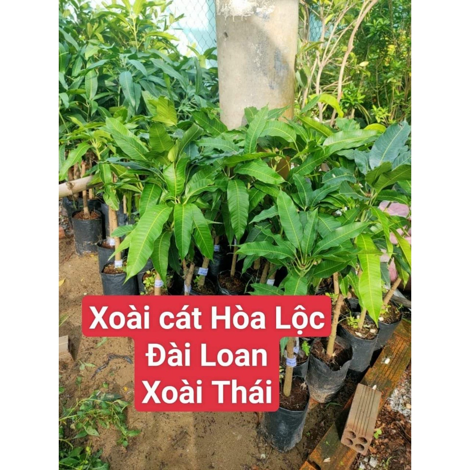 Cây Giống Xoài Cát Hòa Lộc