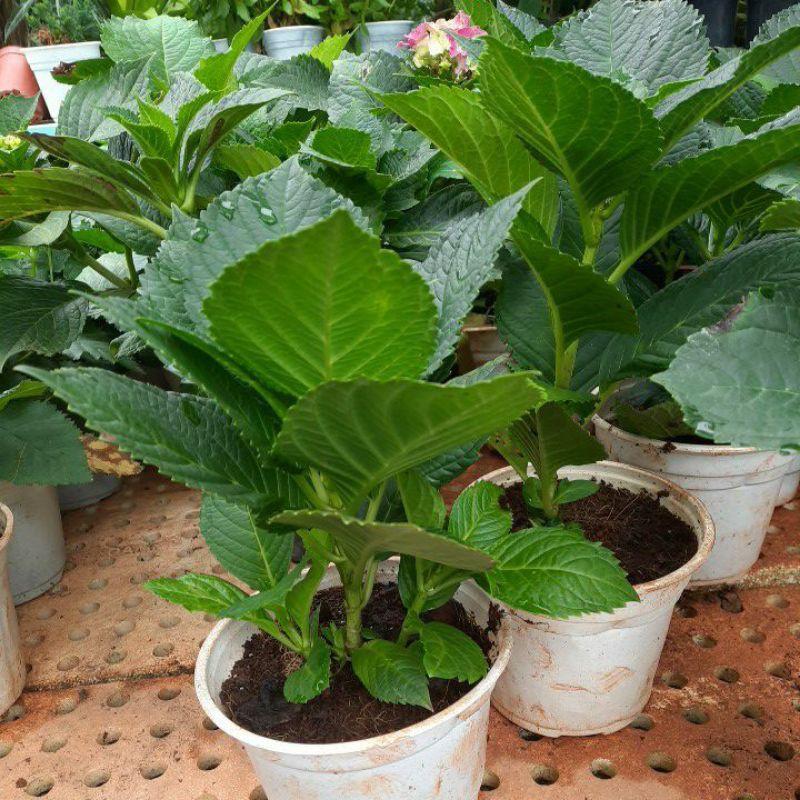 Cẩm tú cầu - cây cẩm tú đang có nụ hoa