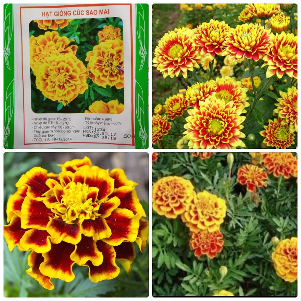 Hạt giống hoa Vạn Thọ lửa- gói 50 hạt