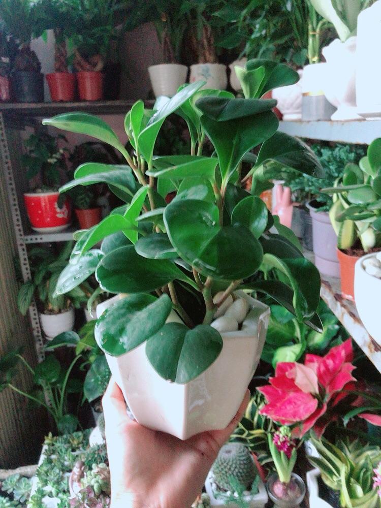 Chậu Cây Trường Sinh