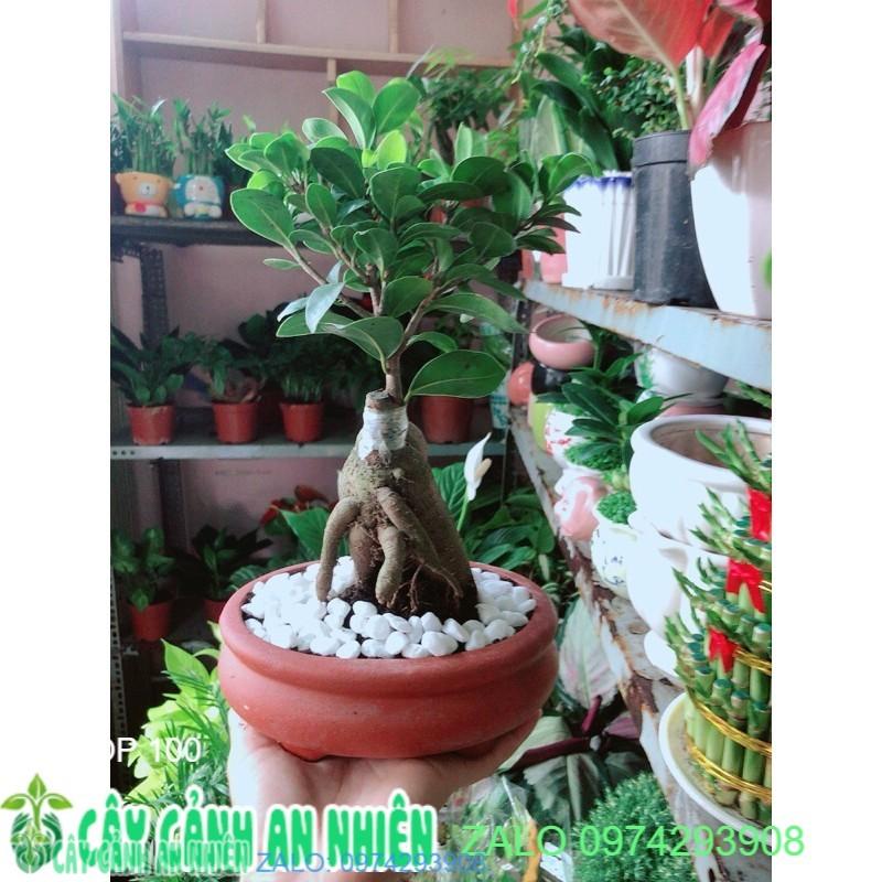 Chậu Cây Tùng Bồng Lai