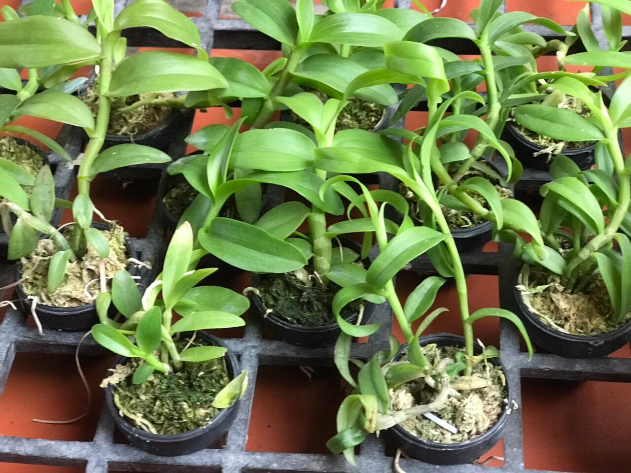 Phi điệp 5 cánh trắng BẢO DUY, phi điệp đột biến Bảo Duy, hàng gieo hạt tách ki mẹ