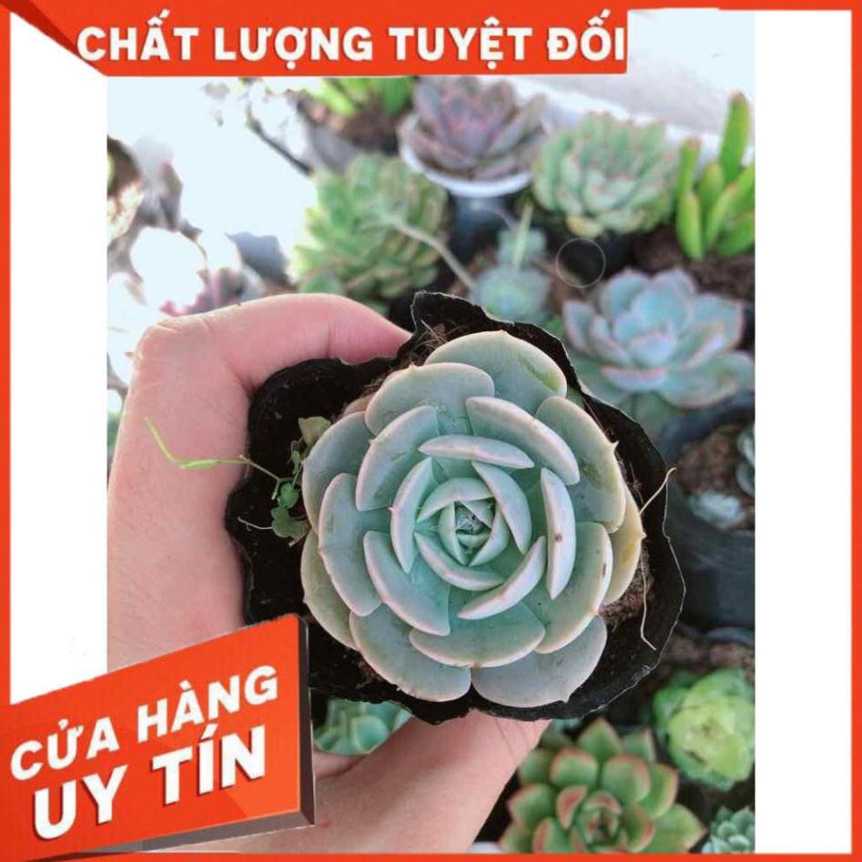 Combo 10 cây sen đá Nhiều Người Mua