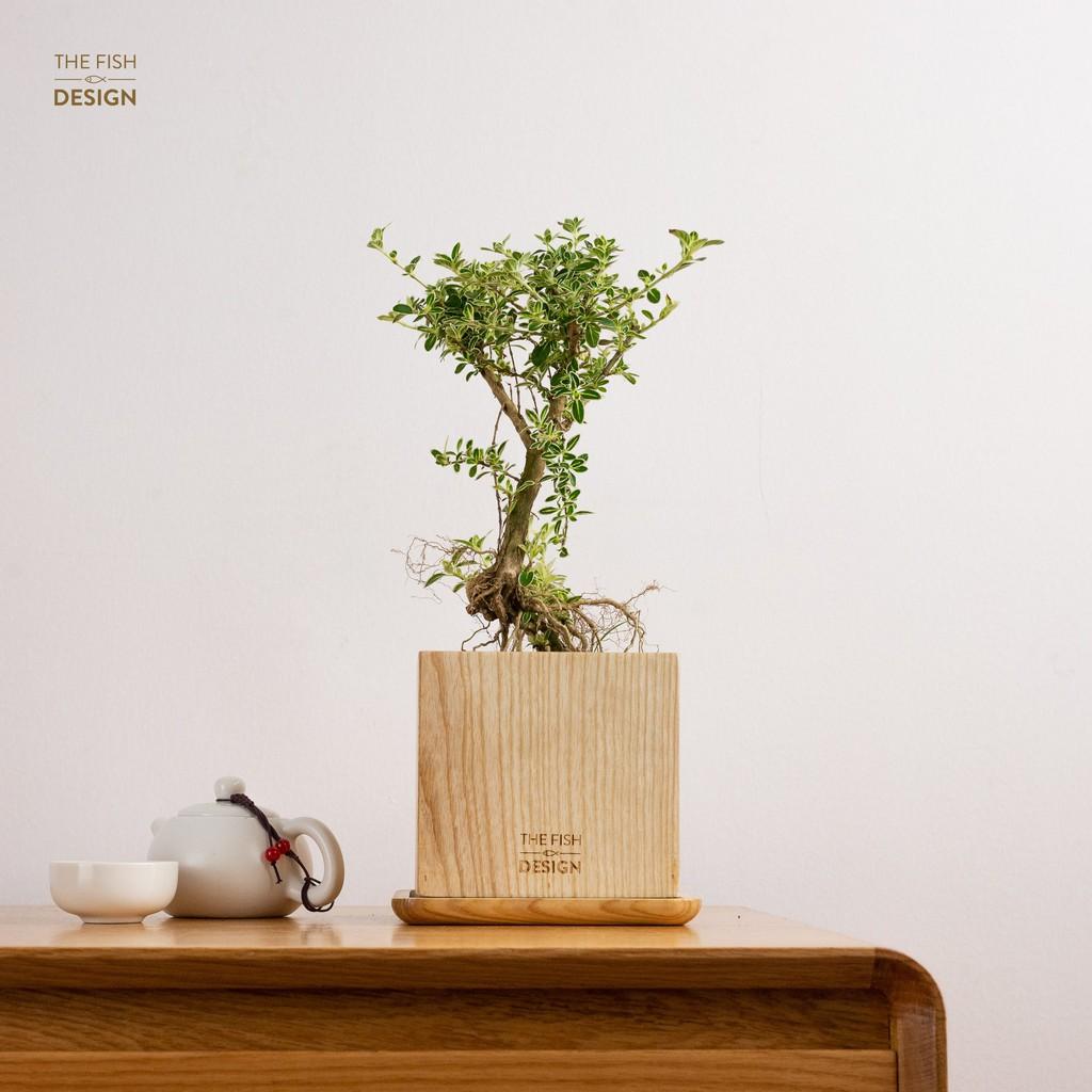 Chậu cây Bạch Tuyết Mai bonsai hợp nhất với người mệnh Kim, đại diện cho sức khỏe và sự trường thọ, đem đến sự phồn vinh, thịnh vượng | size L | The Fish Design