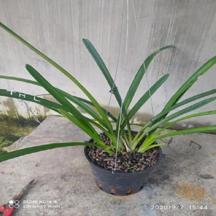 Sản Phẩm Hoa phong lan kiếm 2 màu