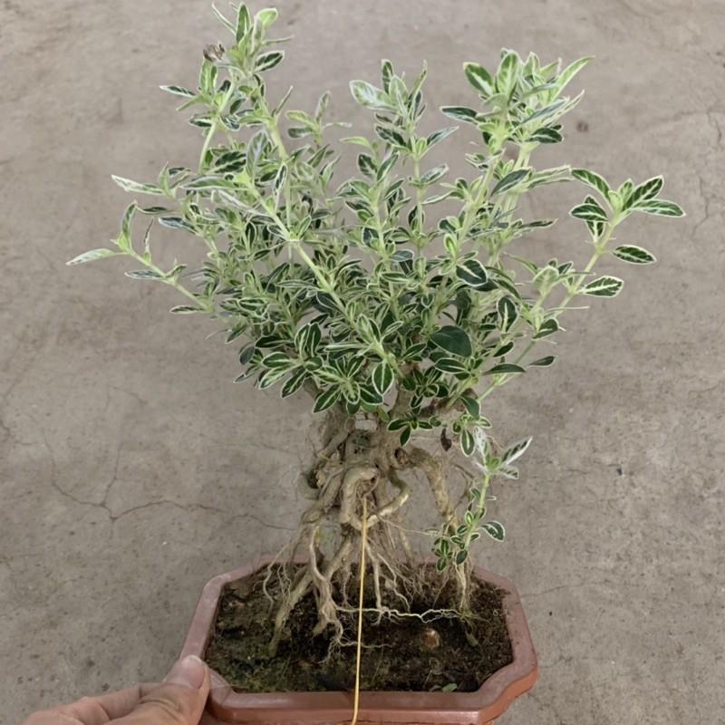 Cây bạch tuyết mai bonsai cao 20cm, nhánh lá xum xuê tươi tốt, cây cảnh để bàn phong thủy mang đến tài lộc may mắn
