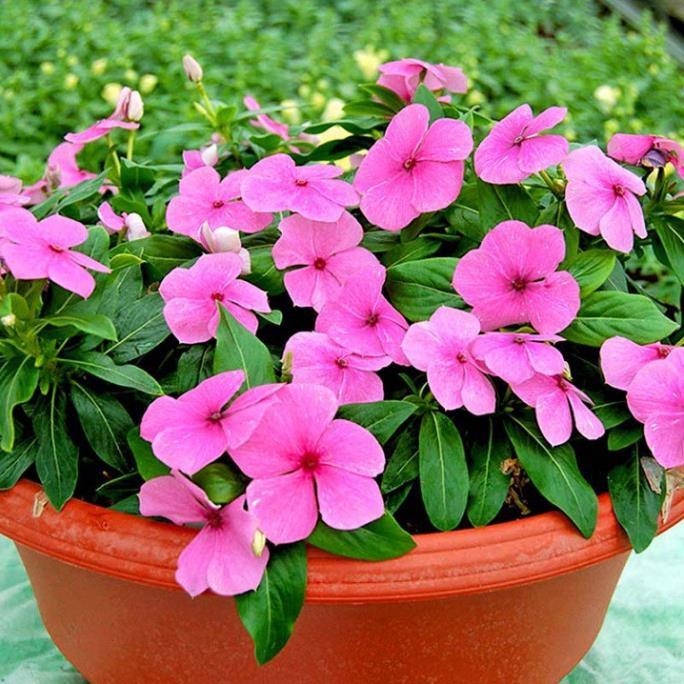 CHẬU HOA DỪA CẠN SIÊU ĐẸP