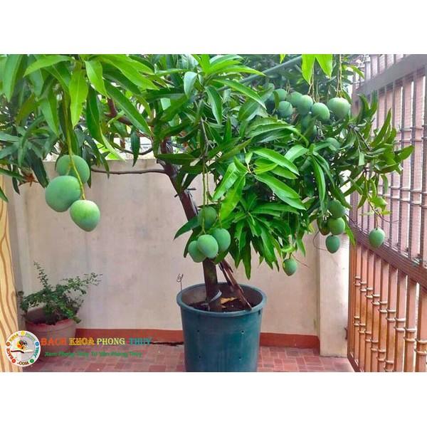 Cây giống Xoài Thanh ca .