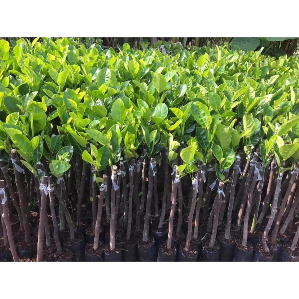 Cây mít hạt lép